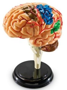 Brain Anatomy 3D Model 7 Parts